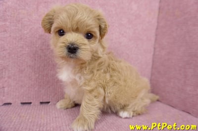 06/15奶油色馬爾泰迪母幼犬(台北內湖)9