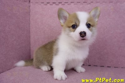 08/03雙色柯基犬公幼犬2號(屏東萬丹)9