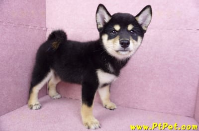 10/15黑色柴犬母幼犬(桃園龜山)5