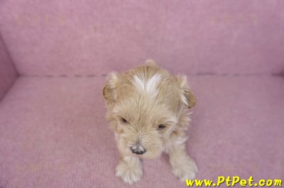 02/20馬爾泰迪公幼犬3