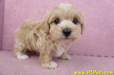 02/20馬爾泰迪母幼犬2號(高雄前鎮)3