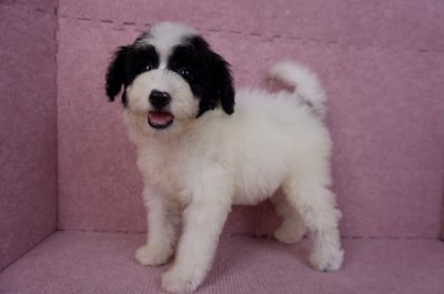 07/10迷你型花貴賓母幼犬(高雄楠梓)8