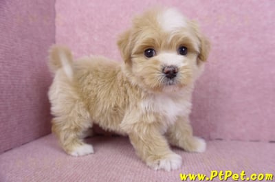 01/30馬爾泰迪公幼犬1號(花蓮市)6