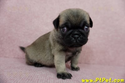 04/02巴哥公幼犬4號(新北樹林)7