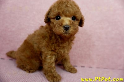 04/15玩具型紅貴賓母幼犬1號(台中大雅)1