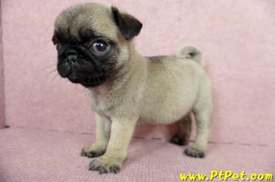 04/02巴哥母幼犬(高雄鼓山)11