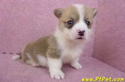 04/16雙色柯基犬母幼犬1號4