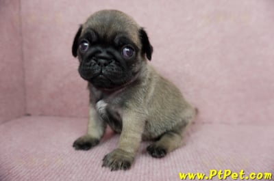 04/02巴哥公幼犬3號(台北內湖)10