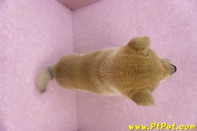 10/15赤色柴犬公幼犬(高雄前金)12