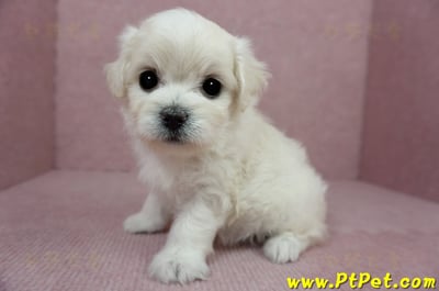 01/10奶白色馬爾泰迪母幼犬2號(屏東佳冬)8