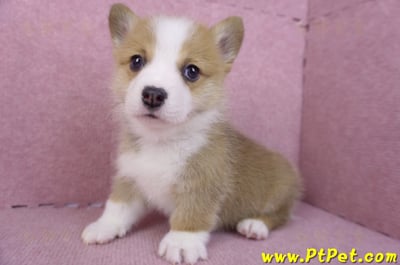 11/30雙色柯基犬公幼犬4號10