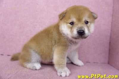 09/21赤色柴犬公幼犬(新北淡水)4