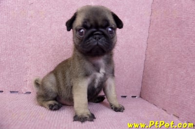 07/09巴哥母幼犬2號(桃園觀音)5