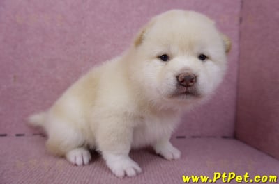 02/06白色柴犬公幼犬5