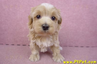 02/20馬爾泰迪母幼犬1號(新竹市)1