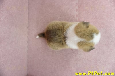 01/25雙色柯基犬母幼犬(宜蘭冬山)6