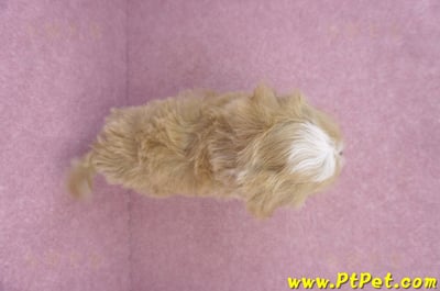 06/25馬爾泰迪公幼犬12