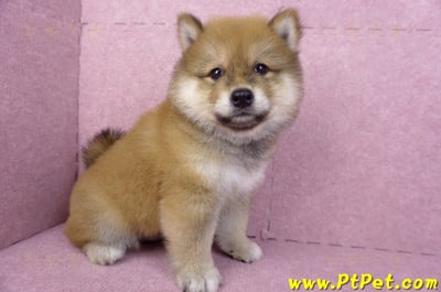 03/09赤色長毛柴犬公幼犬(高雄三民)4