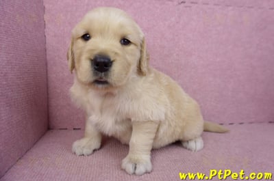 03/12黃金獵犬母幼犬1號6