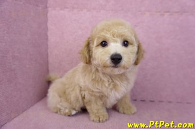 08/14泰迪比熊公幼犬3號(高雄新興)7