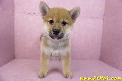 05/20赤色柴犬母幼犬2