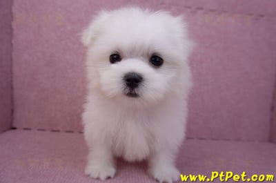 07/26迷你型馬爾濟斯 I 公幼犬2號(台北大同)3