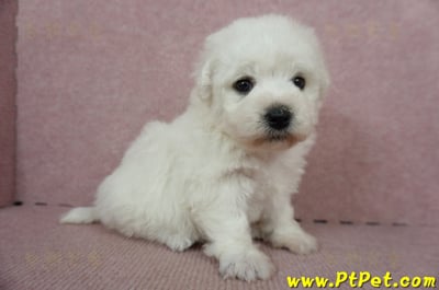 11/04比熊犬母幼犬2號(新竹竹東)4