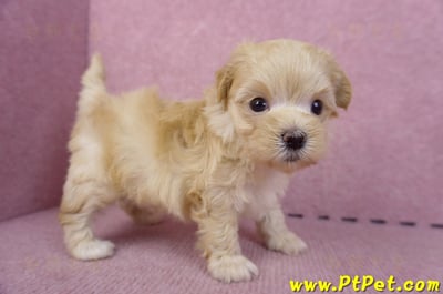 11/02馬爾泰迪 II 公幼犬1號(偏小)(花蓮壽豐)3