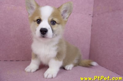 11/05雙色柯基犬公幼犬(台中北屯)8