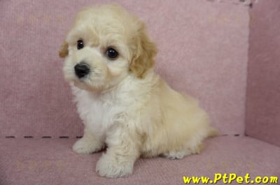 11/08泰迪比熊母幼犬1號(屏東內埔)9