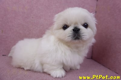 12/17北京狗公幼犬2號6