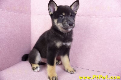 10/15黑色柴犬公幼犬(基隆七堵)3