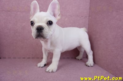 07/25奶油色法國鬥牛母幼犬(ASHTON, MD, USA)1