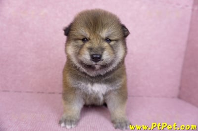 10/06赤色長毛柴犬公幼犬(高雄鼓山)2