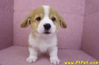 11/02雙色柯基犬公幼犬2