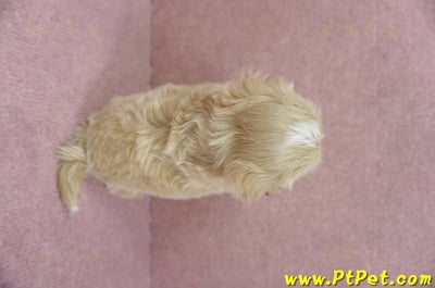 05/05奶油色馬爾泰迪公幼犬1號(台南東區)7