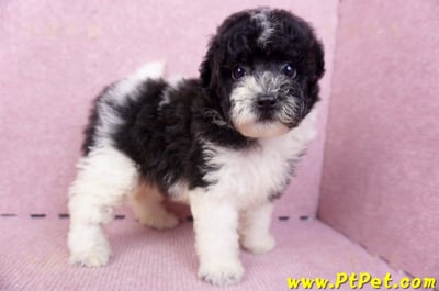 07/10迷你型花貴賓母幼犬2號(台南中西)5