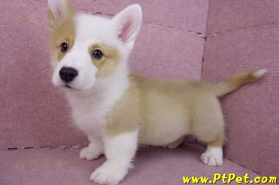 11/05雙色柯基犬公幼犬6