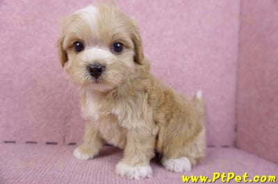 10/18馬爾泰迪公幼犬1號(高雄三民)10