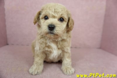 11/08泰迪比熊公幼犬2號(新北淡水)1