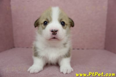 04/28雙色柯基犬公幼犬2號(高雄小港)2