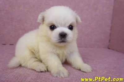 03/20馬爾濟斯公幼犬2號4