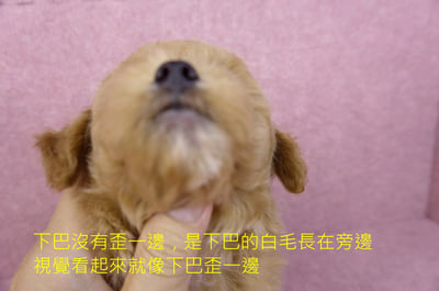 05/12泰迪比熊母幼犬(新竹竹東)2