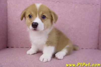 10/10雙色柯基犬母幼犬2號(花蓮吉安)11