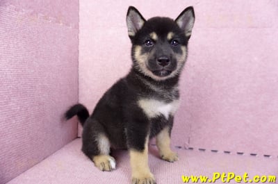 07/05黑色柴犬母幼犬2號(台北中山)3