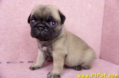 06/23巴哥母幼犬1號(新竹東區)8