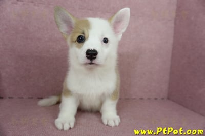 04/14雙色柯基犬母幼犬2號(屏東潮州)2