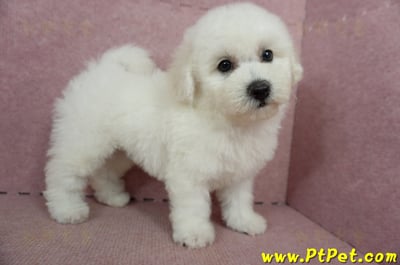 05/20比熊犬公幼犬2號(高雄苓雅)6