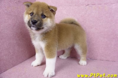 11/19赤色柴犬公幼犬8