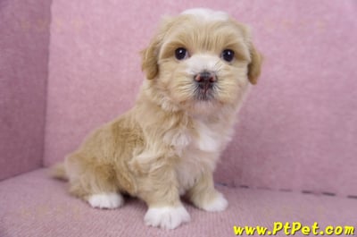 01/30馬爾泰迪公幼犬2號(新竹竹北)6